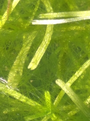 Callitriche hamulata
