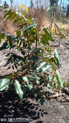 Stereospermum euphorioides