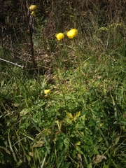 Trollius europaeus