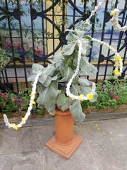 Verbascum bombyciferum