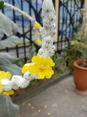 Verbascum bombyciferum