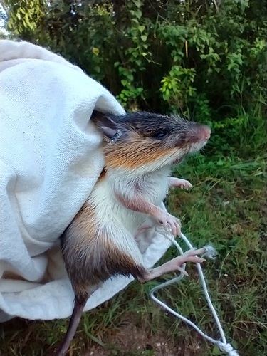 Gaumer's Spiny Pocket Mouse