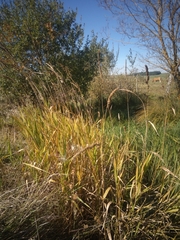 Phalaris arundinacea arundinacea