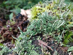 Cladonia cenotea