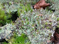 Cladonia cenotea