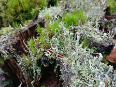 Arthrorhaphis aeruginosa