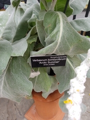 Verbascum bombyciferum