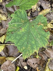 Phyllocnistis vitifoliella