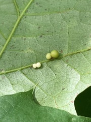 Zopheroteras hubbardi