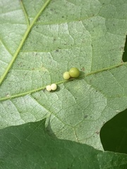 Zopheroteras hubbardi