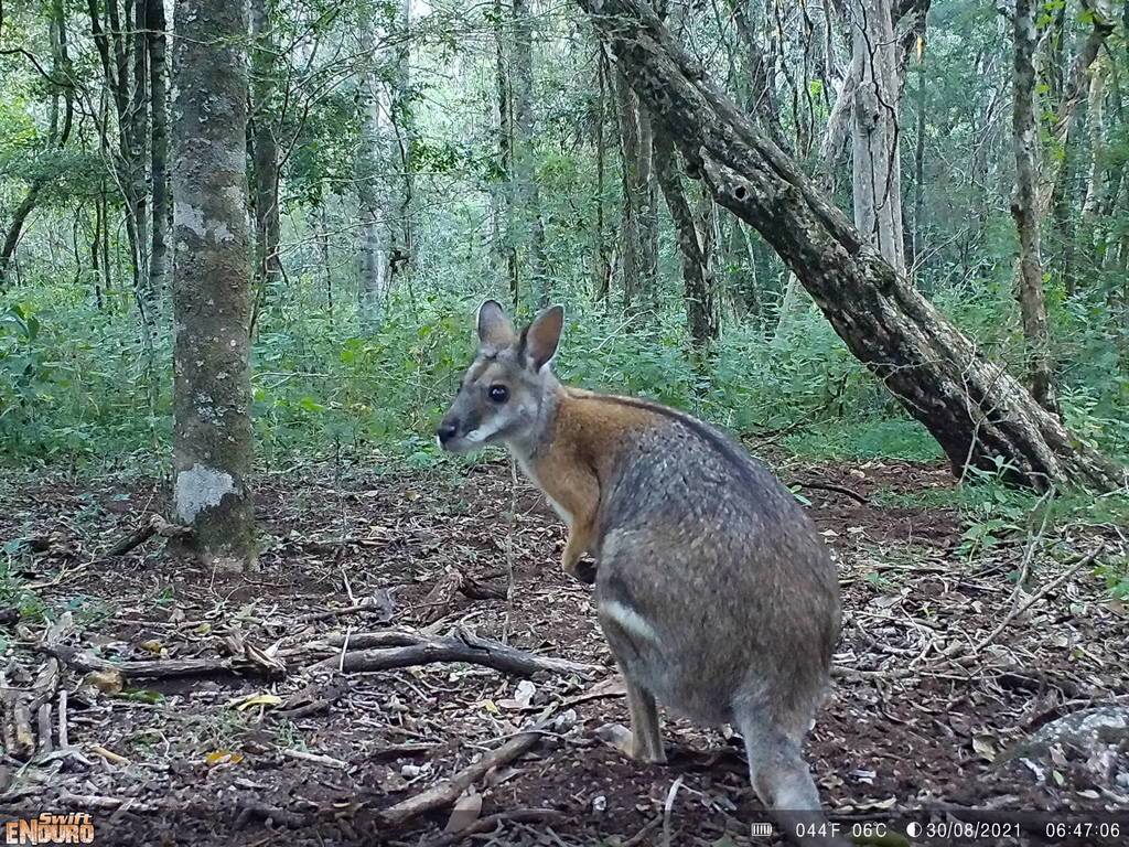 Black-striped Wallaby (Notamacropus dorsalis) - Know Your Mammals