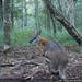 Black-striped Wallaby - Photo (c) kiarabauer, some rights reserved (CC BY-NC)