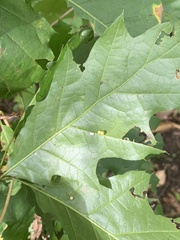 Zopheroteras hubbardi