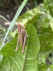 Chorthippus brunneus