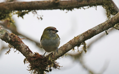 Cyclarhis nigrirostris