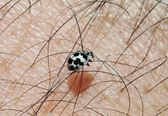 Psyllobora picta
