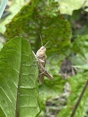 Chorthippus brunneus