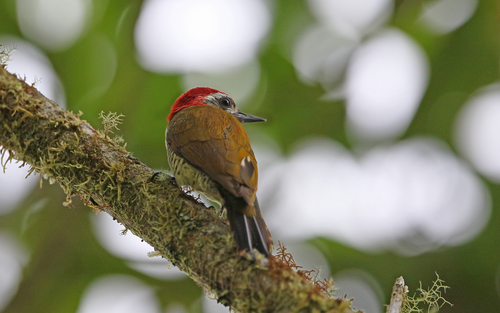 Yellow-vented Woodpecker