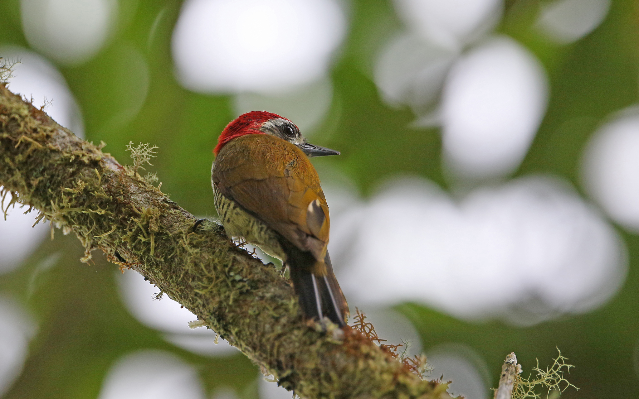 Yellow-vented Woodpecker (Veniliornis dignus), photo 10