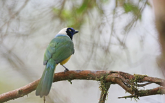 Cyanocorax yncas yncas