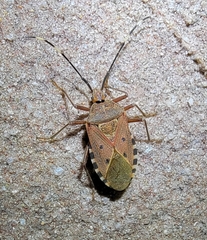 Urochela quadrinotata