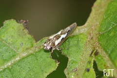 Allogonia
