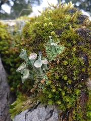Cladonia pocillum