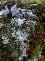 Cladonia pocillum