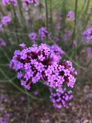 Verbena bonariensis