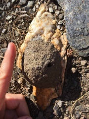 Delta unguiculatum