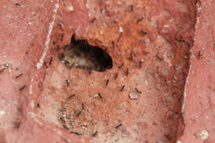 Paratrechina longicornis