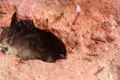 Paratrechina longicornis