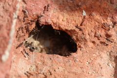 Paratrechina longicornis