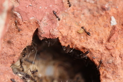 Paratrechina longicornis