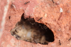 Paratrechina longicornis