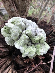 Fungi