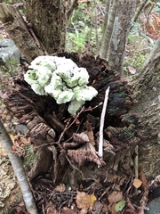 Fungi