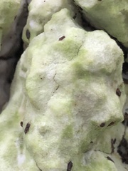 Fungi