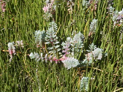 Chenolea diffusa