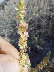 Caroxylon vermiculatum