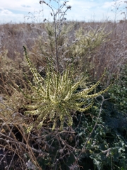 Caroxylon vermiculatum