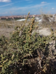 Caroxylon vermiculatum