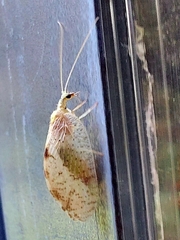 Hemerobius marginatus