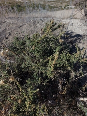 Caroxylon vermiculatum