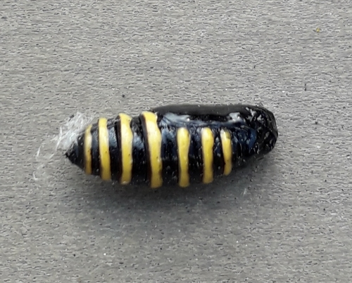 Magpie Moth, 4131 CZ, photo 8 of 10