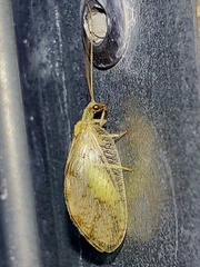 Hemerobius marginatus