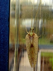 Hemerobius marginatus