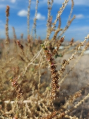 Caroxylon vermiculatum
