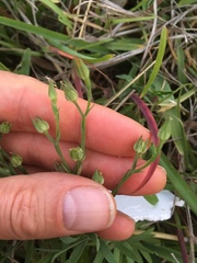 Linum berlandieri