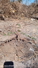 Stereospermum euphorioides